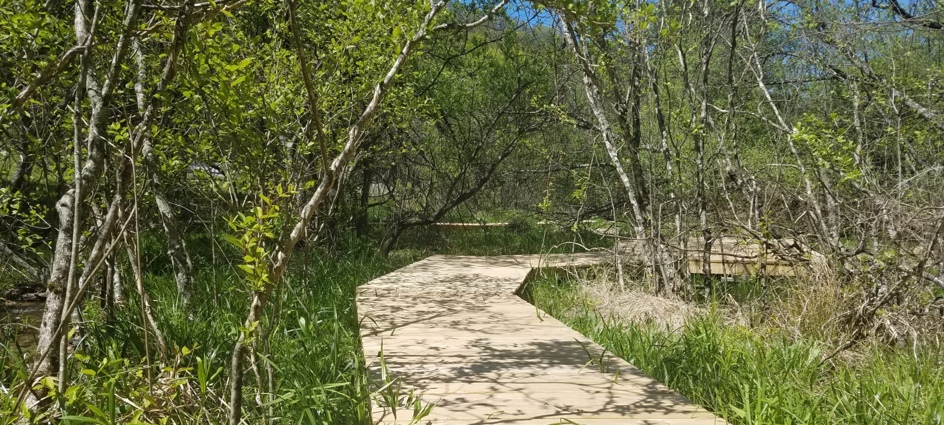 Boardwalk twisting through shrubs and grasses