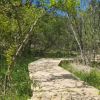 Boardwalk twisting through shrubs and grasses