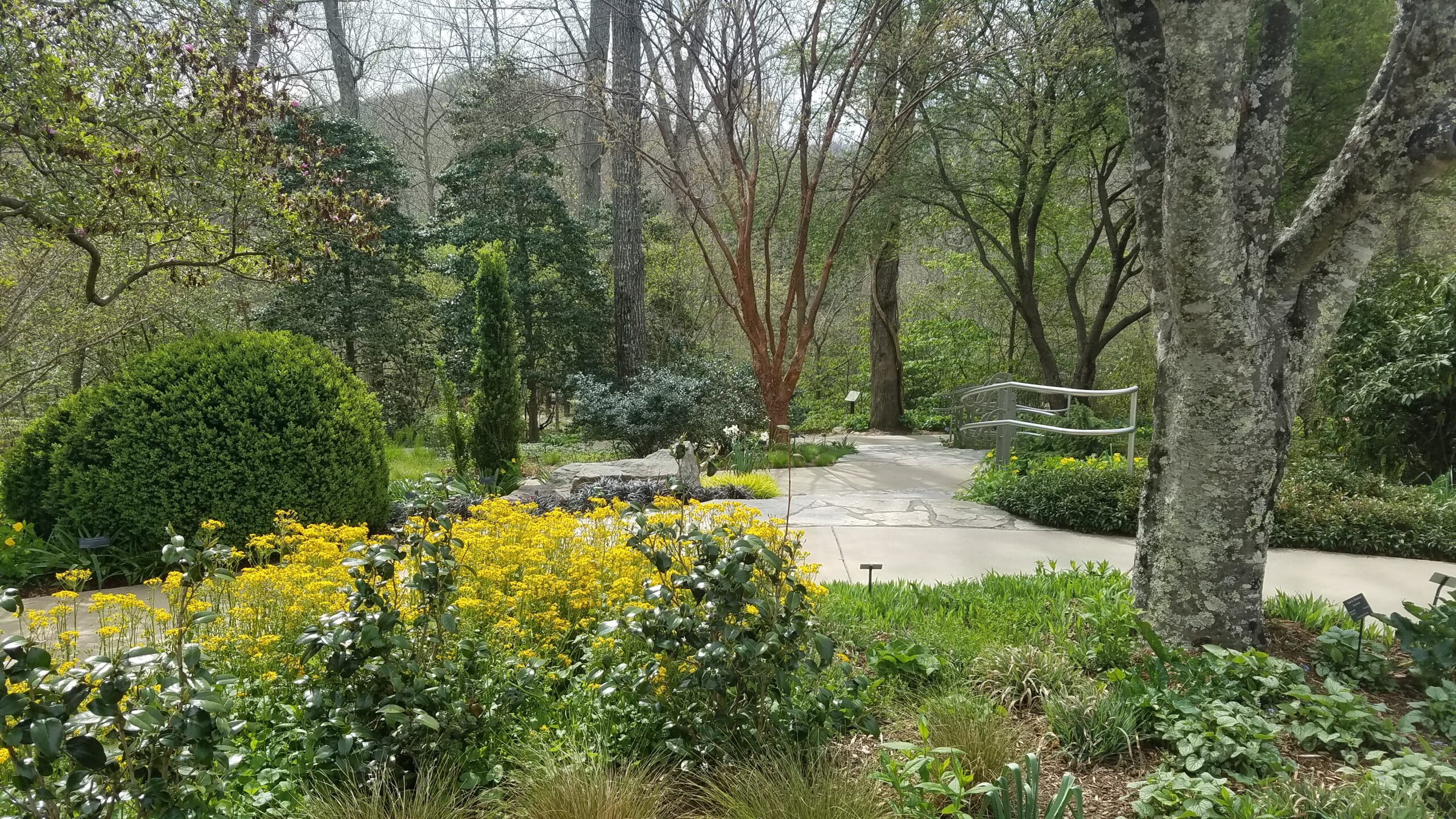 A flowering spring garden in a park-like setting with paved walkways meandering through the flowers