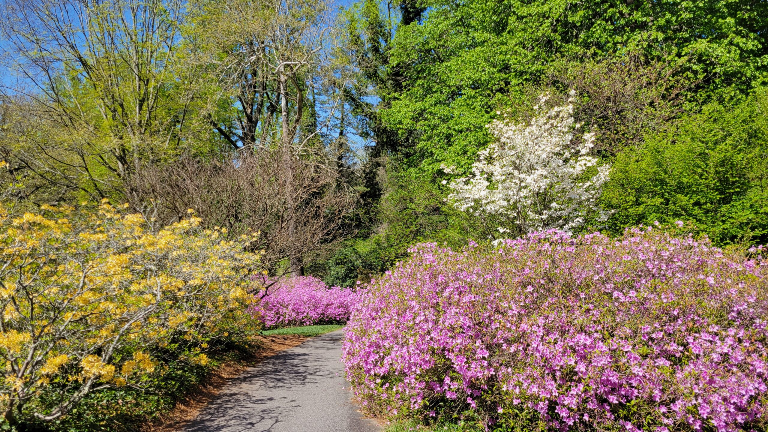 A paved foot path through large azalea shrubs blooming with spring flowering trees and other trees