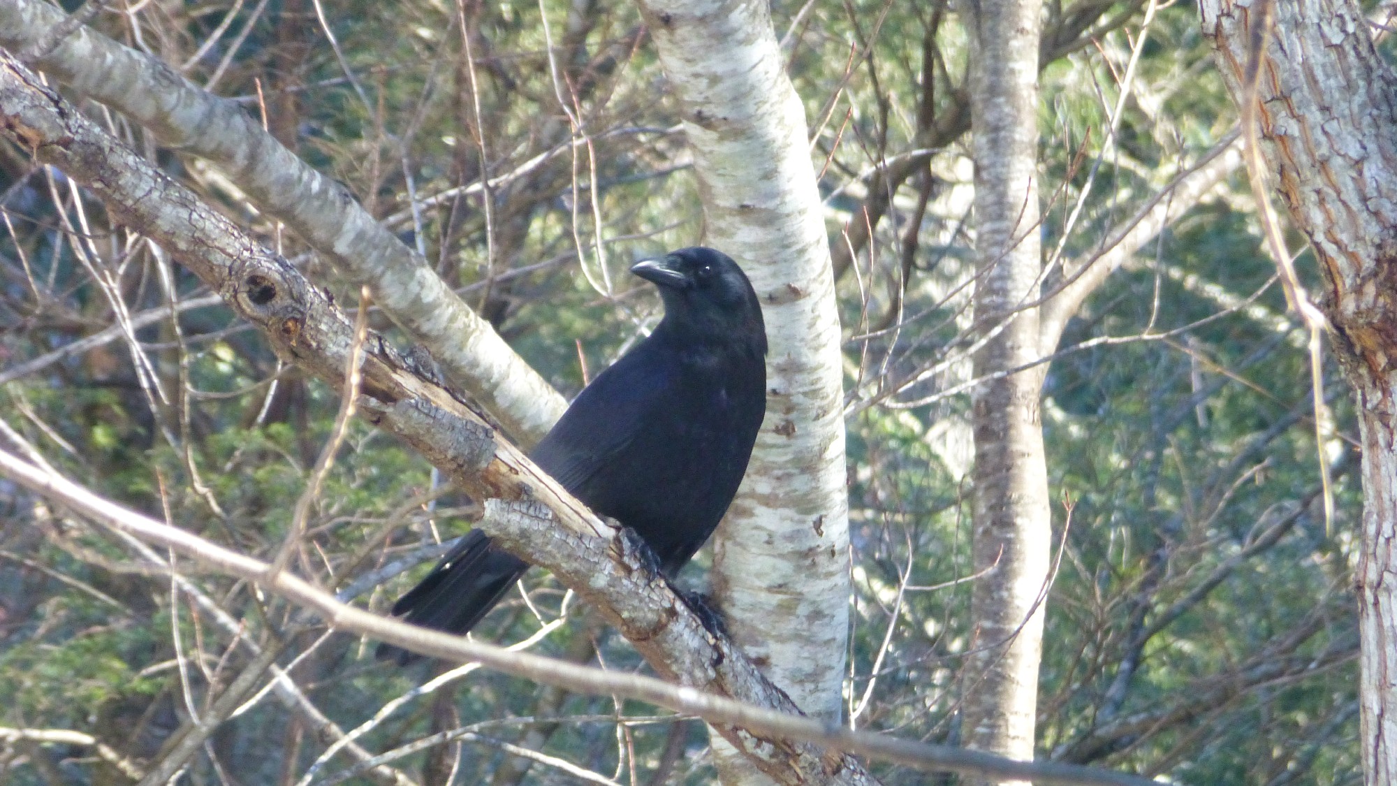 Large dark bird sitting on the limb of a bare branched tree in the woods