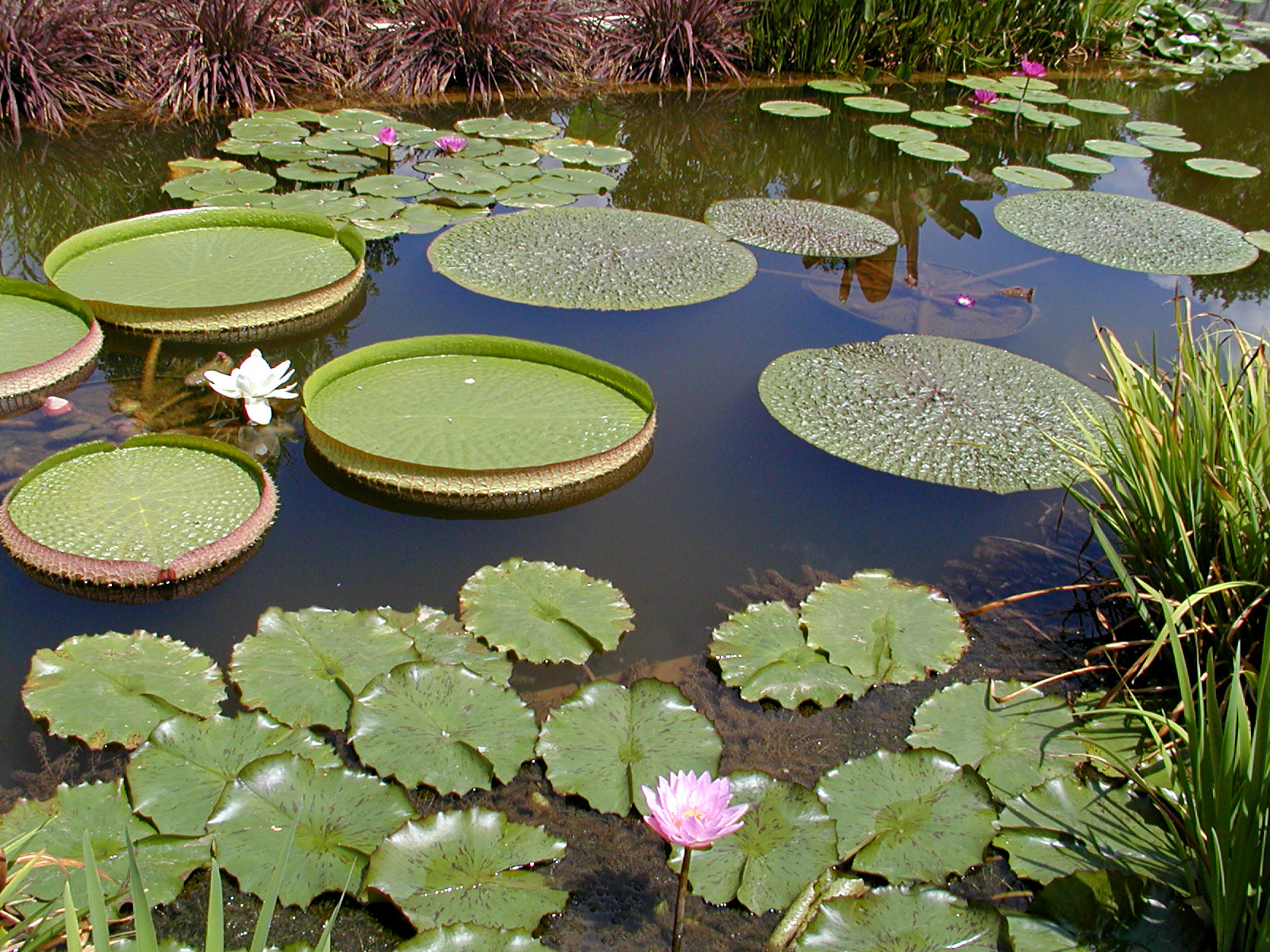 Biltmore Italian Garden Giant Lilypads August 2010