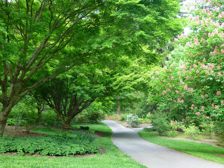 Long path through a park-like garden surrounded by trees