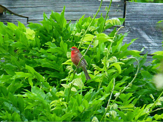 Bird with a red chest sitting on a leafy shrub