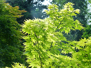 Sun shining through the pointy yellow-green leaves of a tree