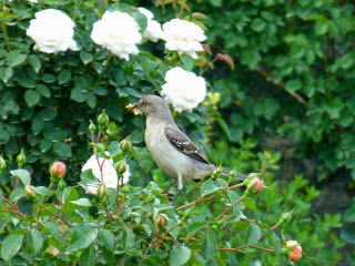 Gray bird with something in its mouth standing on a rose bush with white blooms