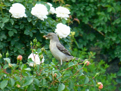 Medium sized gray bird with dark wings perched on a white rose bush