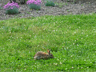 Small rabbit eating clover near a garden with pink flowers