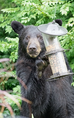 Black bear looking at the camera with its paw on a two-tiered bird feeder with top open