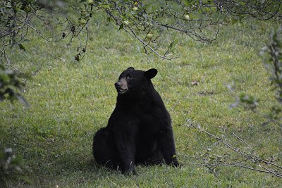 Black bear sitting on the ground under apple tree branches