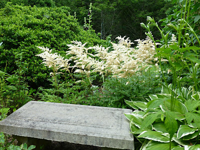 Green plants surrounding a concrete garden bench with white plumes of flowers behind it