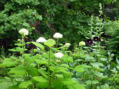 Tall leafy shrub with white flower balls next to tall plant stalks with black flowers