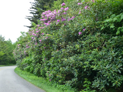 Tall shrubs wih pink blooms and other plants along a road