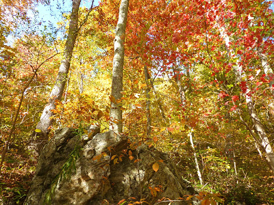 Forest scene with a boulder and trees that have brilliant red, orange and yellow fall colors