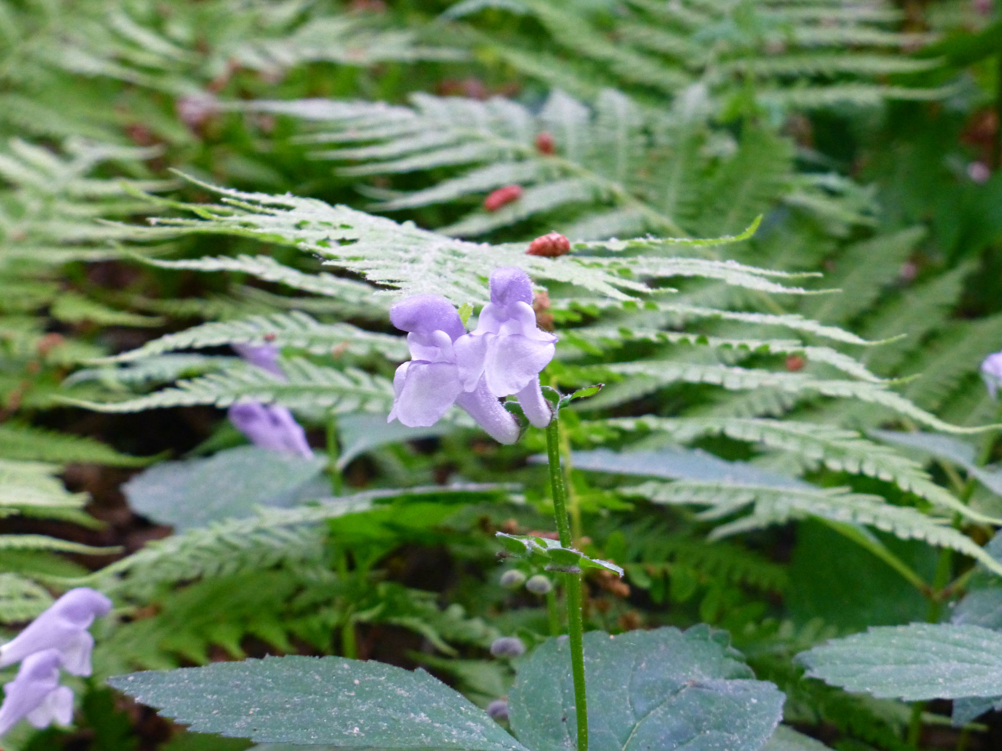 Close up of a two purple flowers on the end of a stem with fern foliage in the background