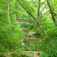 Arched wooden bridge over a stream surrounded by green leafy trees and lush foliage