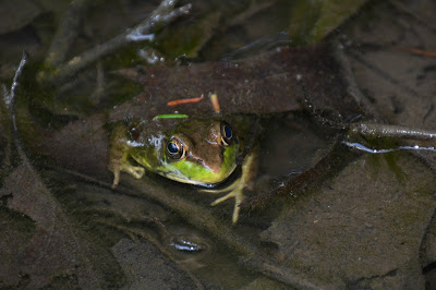 Bullfrog with its head above water in a pond with leaf-covered bottom