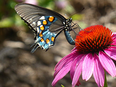 Black, orange and blue butterfly on a bright pink and orange flower