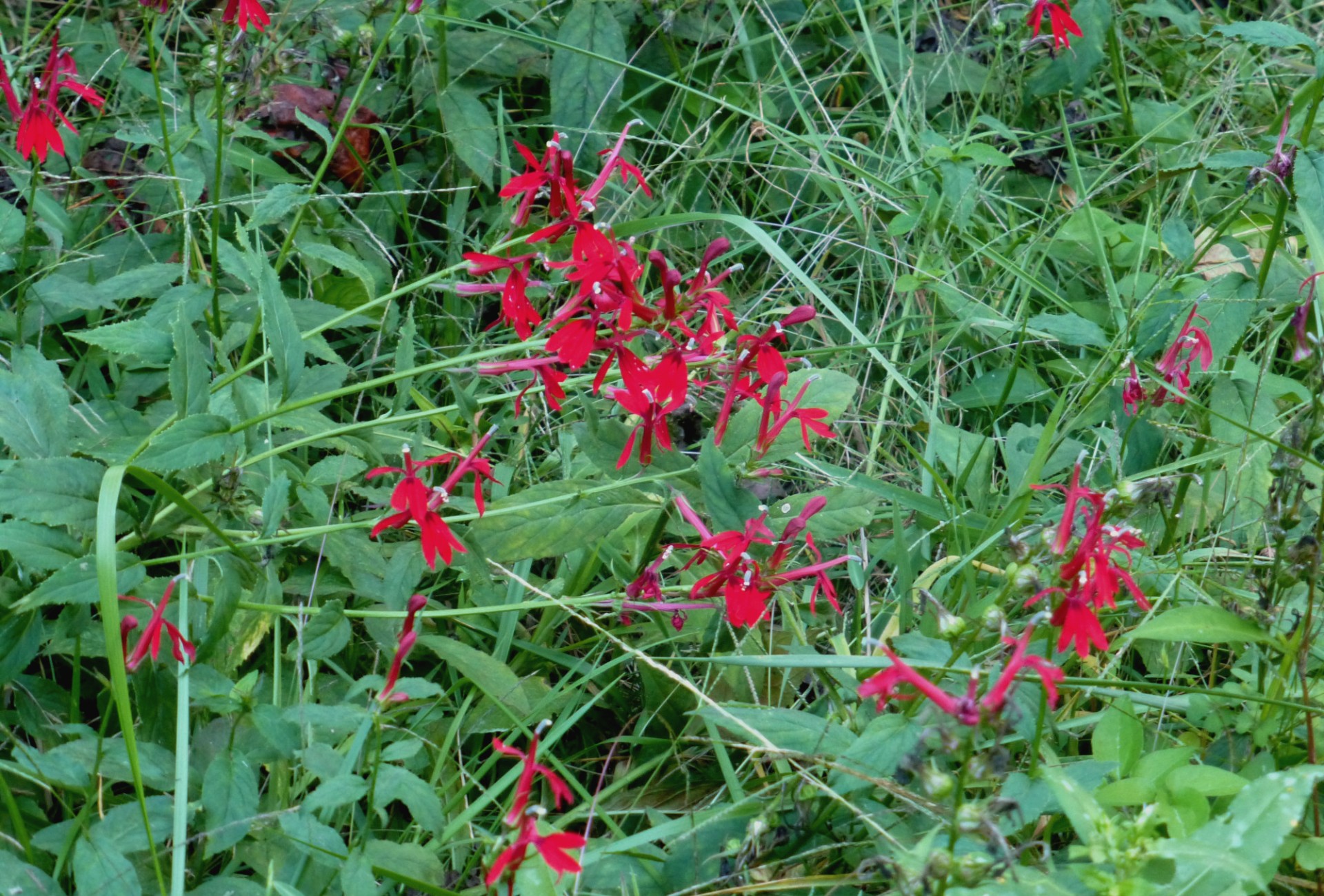 Brightly colored flowers in a field of other plants and shrubs