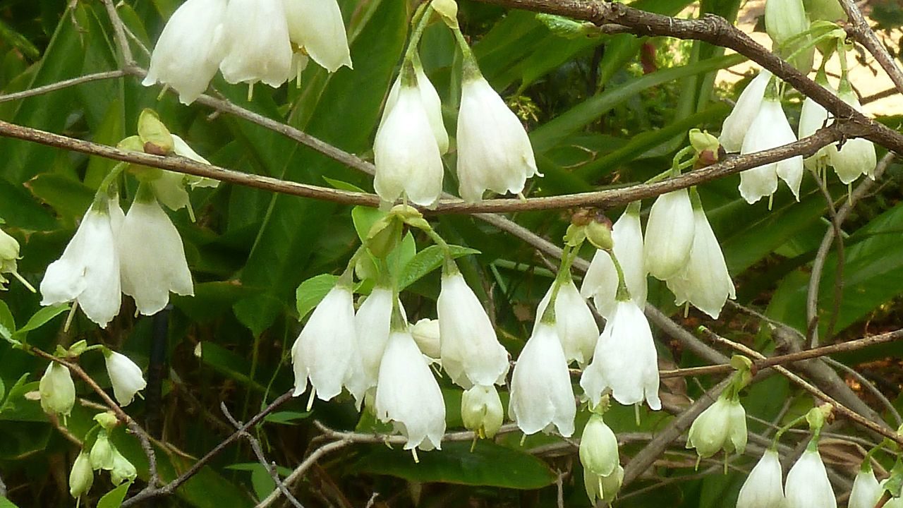 Closeup of tree branches with clusters of bell-shaped flowers