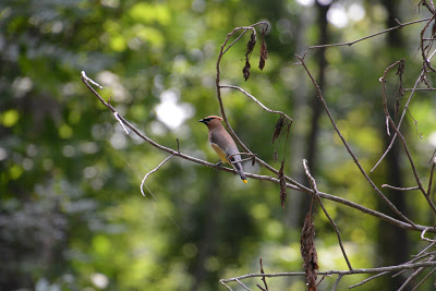 Small reddish brown bird sitting on the thin branch of a tree in the woods