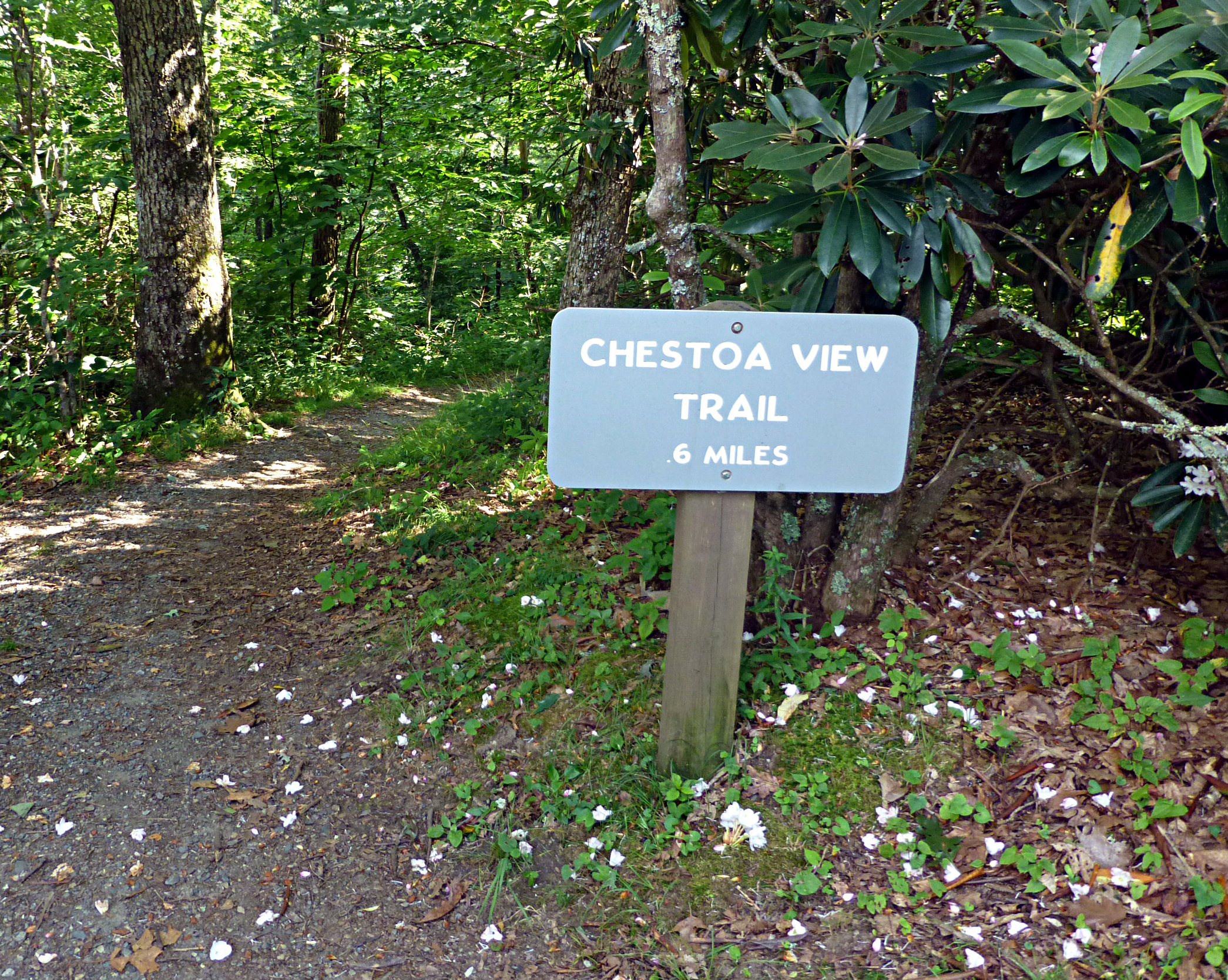 Start of a wooded trail with a sign reading Chestoa View Trail .6 miles