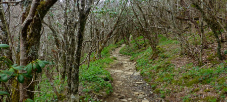 Spring Hike Craggy Gardens On The Blue Ridge Parkway