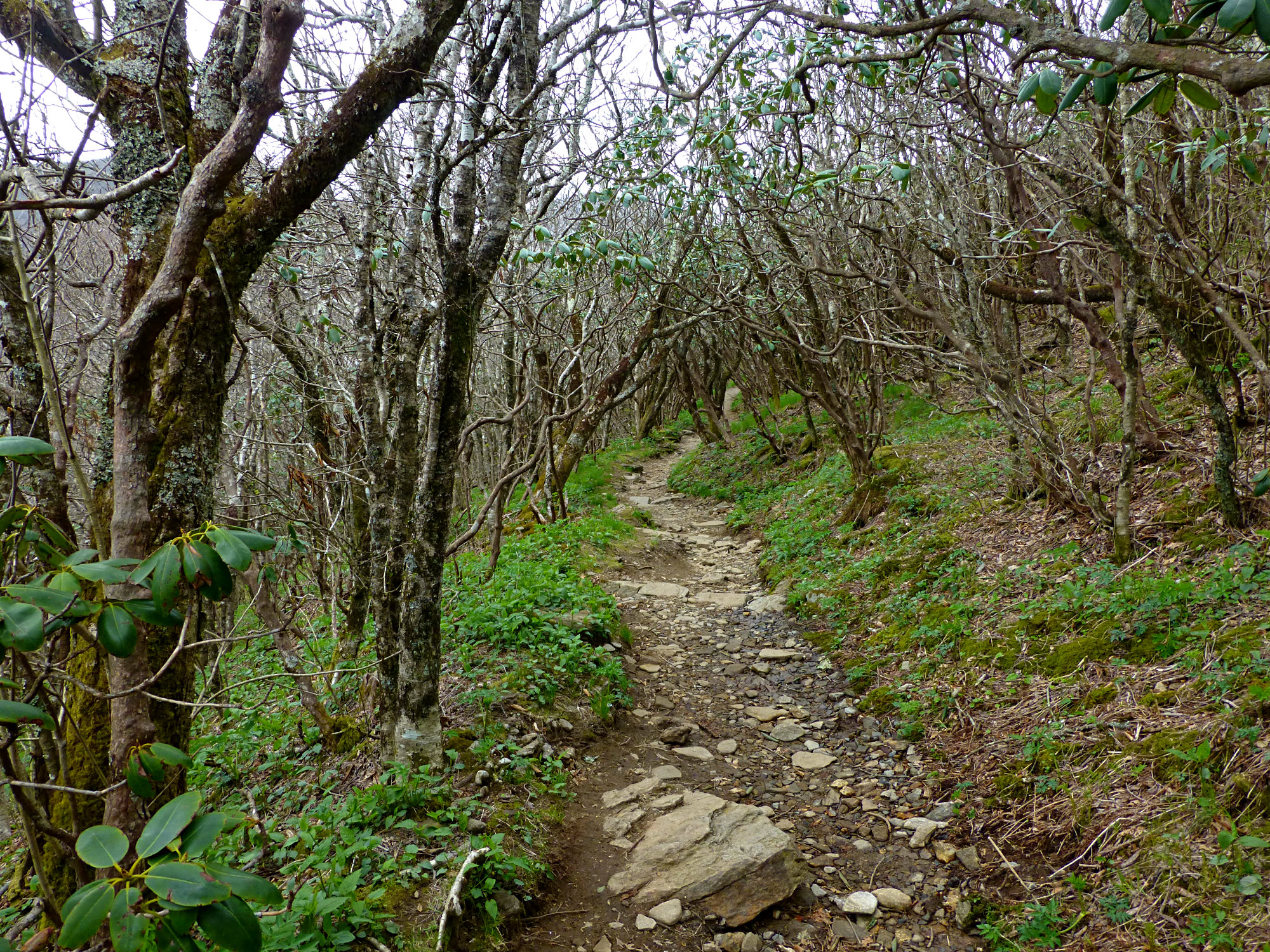 Craggy Gardens Trail 01 050916