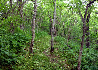 A forest hiking trail with young trees and shrubs around it