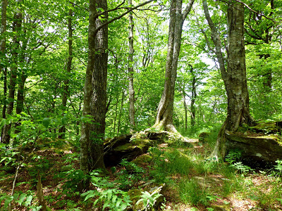 Tall trunks of trees in the forest with sun shining through the branches