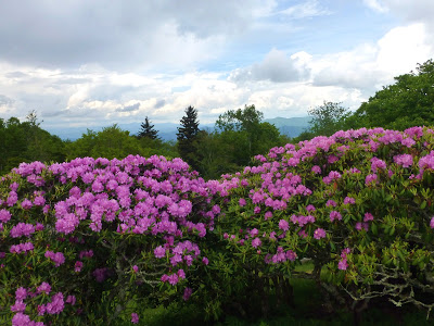 Large bright pink blooms on shrubs with trees and mountains in the background