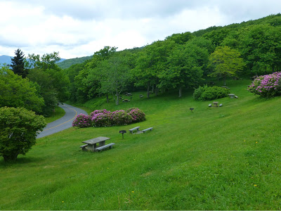 Large grassy lawn with picnic benches, pink shrubs and surrounded by trees