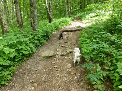 Two dogs walking down a dirt path flanked by trees and plants