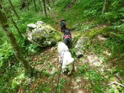 Three small dogs walking down a forest hiking trail next to a boulder