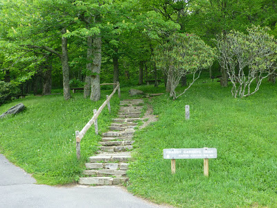 Set of stone steps with railing leading toward a forest hiking trail