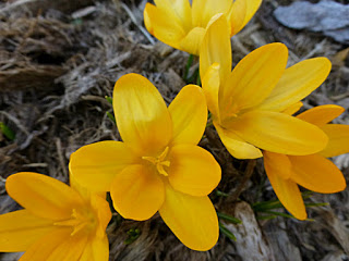 Cluster of yellow crocuses in bloom