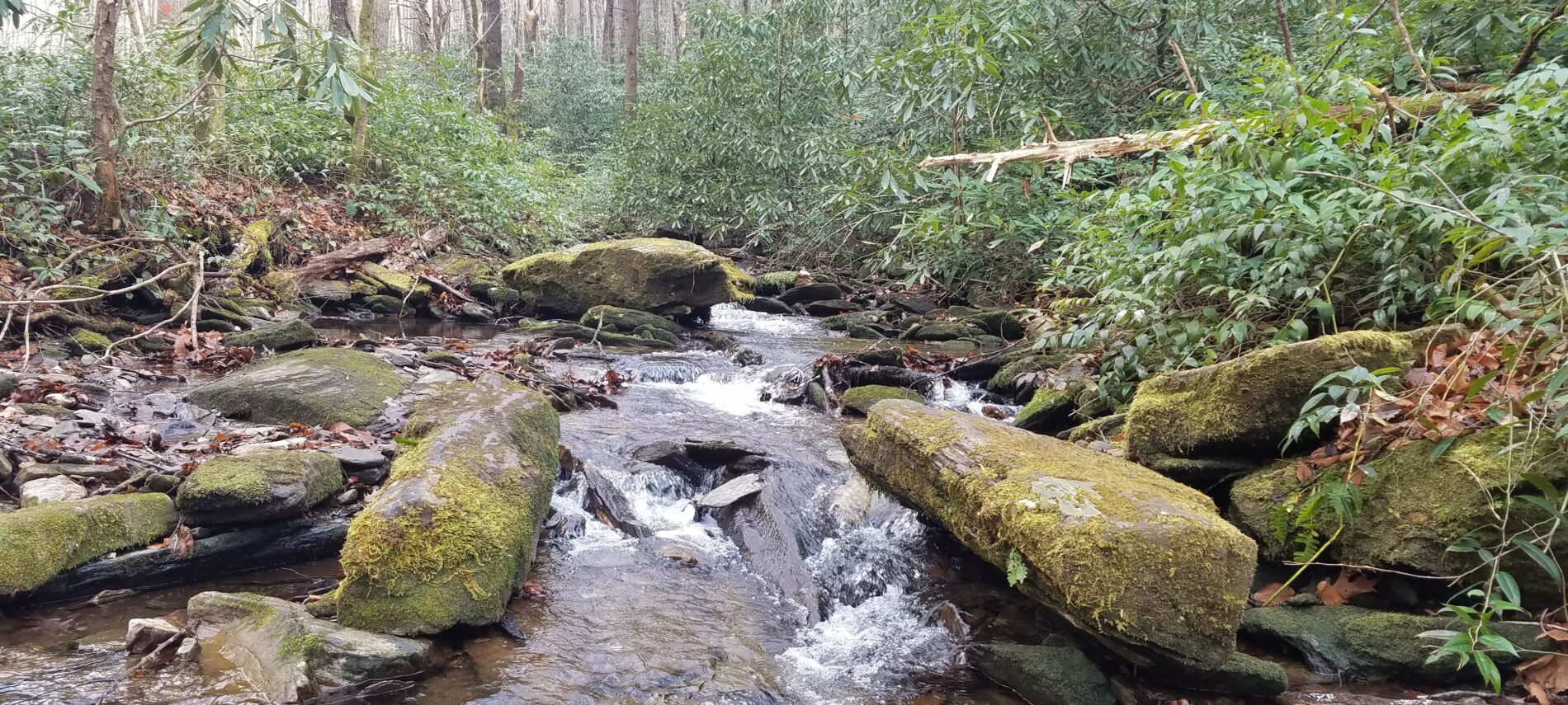 A forest creek with several large rocks in the creek's foreground and a stand of trees in the background