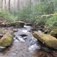 A forest creek with several large rocks in the creek's foreground and a stand of trees in the background