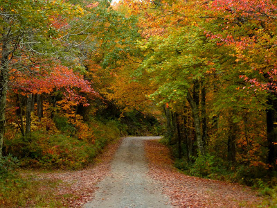 Narrow dirt road through the woods with a mix of green leaves and fall color