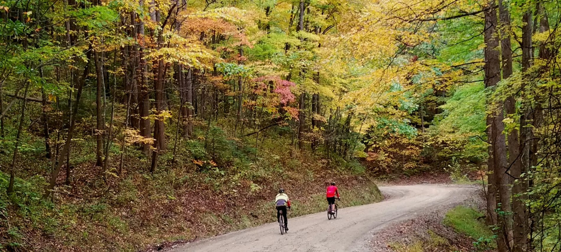 two bicyclists riding on a tree-lined dirt road