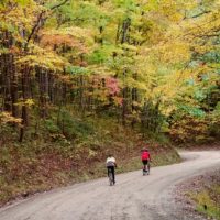 two bicyclists riding on a tree-lined dirt road