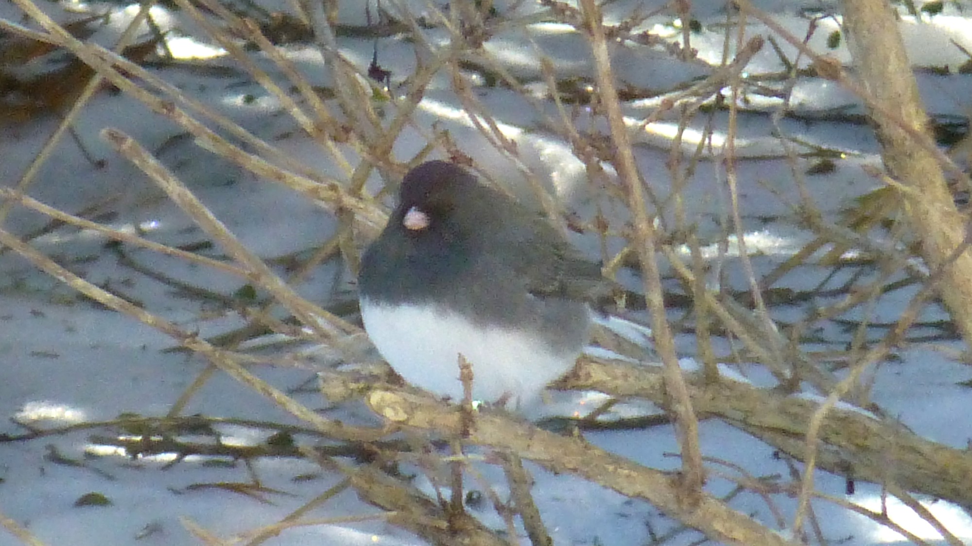 Fat bird with white chest and dark upper body sitting on a low shrub branch