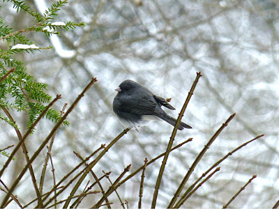 Plump dark gray bird sitting on a bare shrub