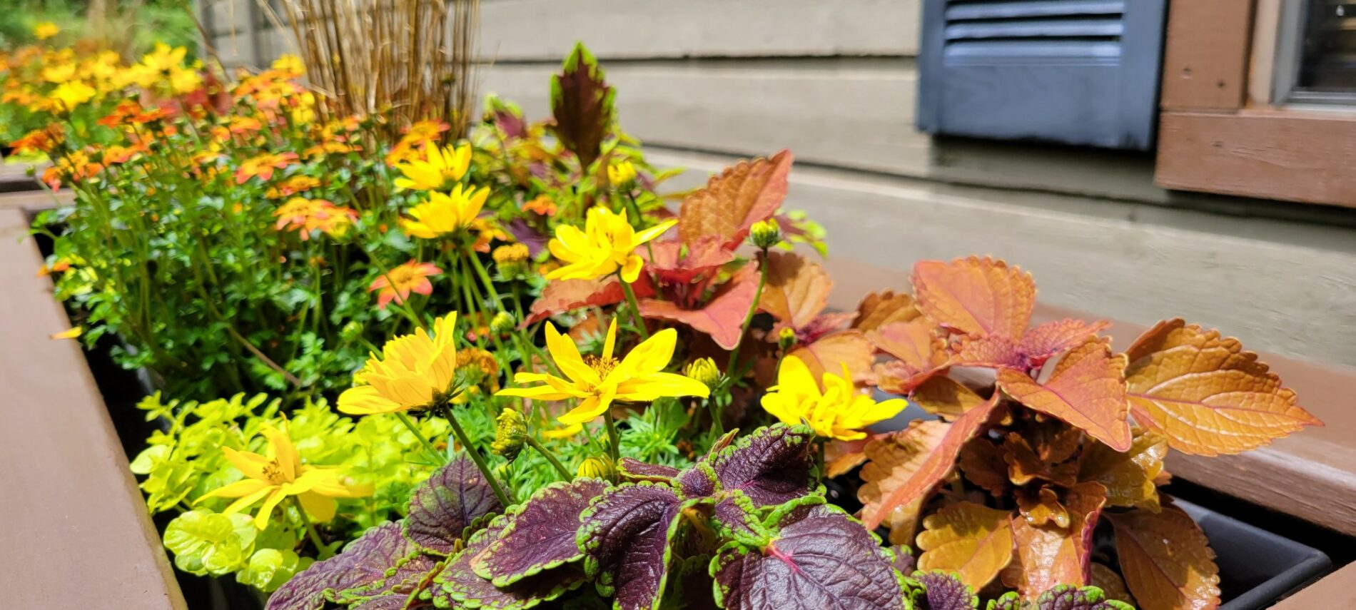 Closeup of brightly colored flowers and plants in flower containers along a small house