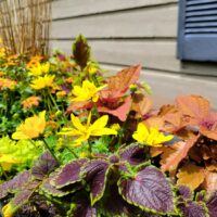 Closeup of brightly colored flowers and plants in flower containers along a small house