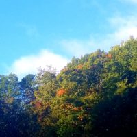 Tops of trees with a clear sky in the background