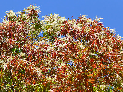 Top of a tree with red leaves and green leaves and white fringe flower seedpods