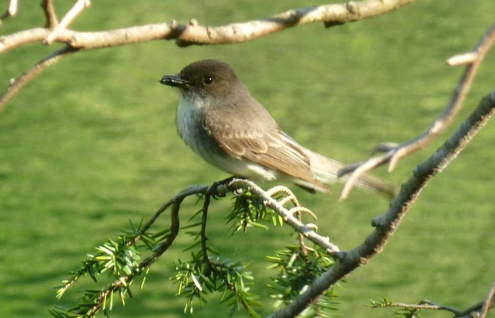 Small brown bird holding an insect in its beak while sitting on a branch over a pond