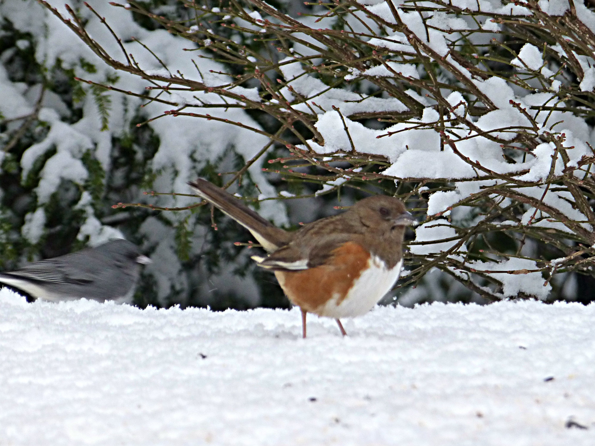 Stocky bird standing in the snow