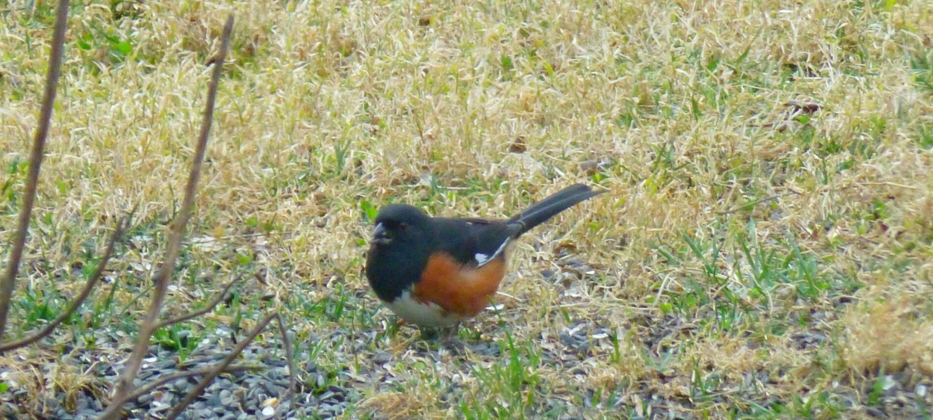 Eastern Towhee Male - stocky bird with black upper parts, orange sides and white belly